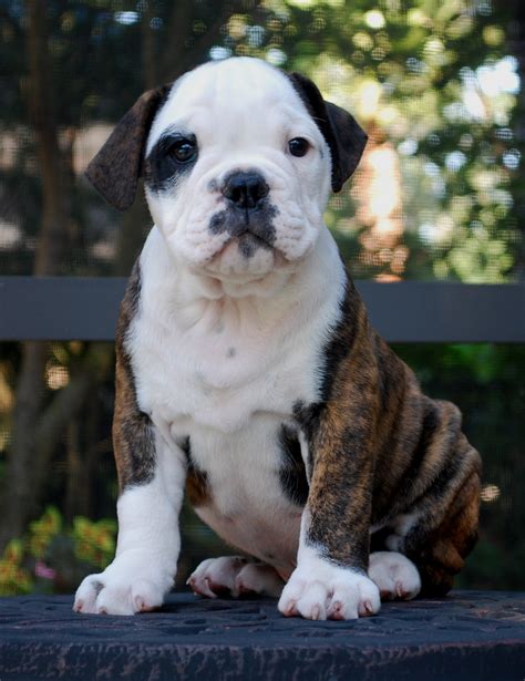 hermes olde english bulldogge breeders.